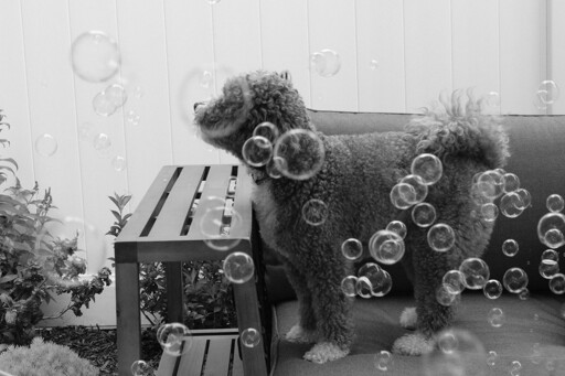 A black and white photo of a mini bernedoodle standing on an outdoor couch engulfed in bubbles. 