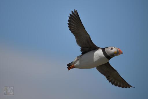 The bird in the image is an Atlantic Puffin (Fratercula arctica). Recognizable by its colourful orange beak and black-and-white plumage, the puffin is a seabird commonly found in the North Atlantic. Puffins are known for their excellent flying and swimming abilities, and they often nest in burrows on coastal cliffs.
