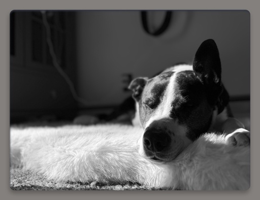 Black and white dog sleeping on his white furry bed. The sun catching the left side of his face 