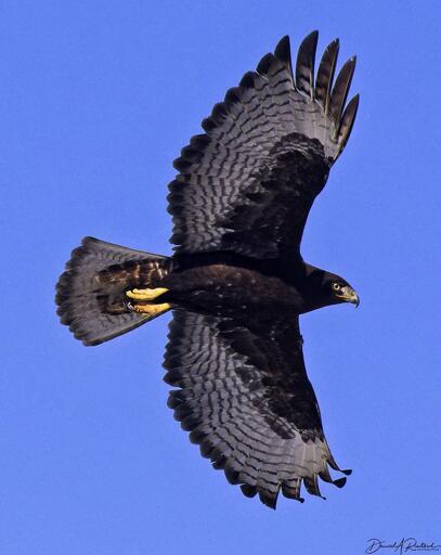 Dark-bodied hawk with dark wing linings and barred black-and-white flight feathers, yellow feet, and bright yellow eye, soaring against a clear blue sky
