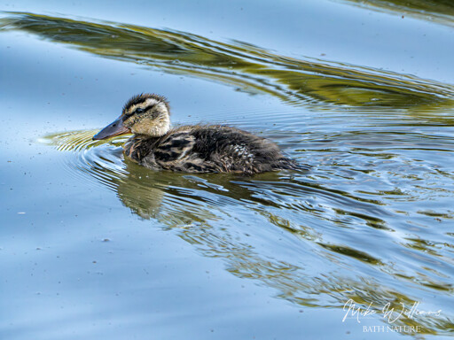 A duckling on a lake