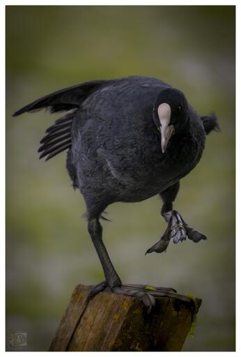 a black waterfowl with a white beak