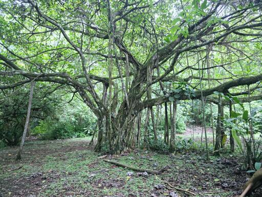 A sprawling tree with a thick trunk that looks somehow made up of many slimmer trunks although it's really just one trunk stands in a dark forest -- so dark the ground underneath is really scrubby and bare. Osa Peninsula, Costa Rica. Photo by Peachfront.