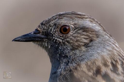 A brown bird with blue/grey markings