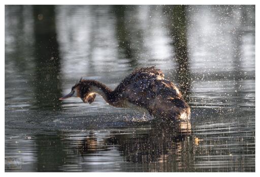 a grebe in action, about to dive into a lake that is lit by the late evening sun