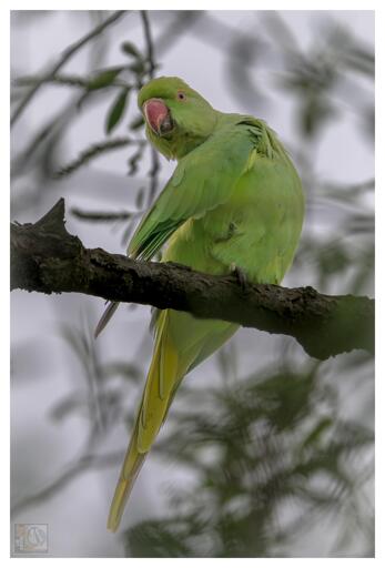 a greet parrot like bird in a tree