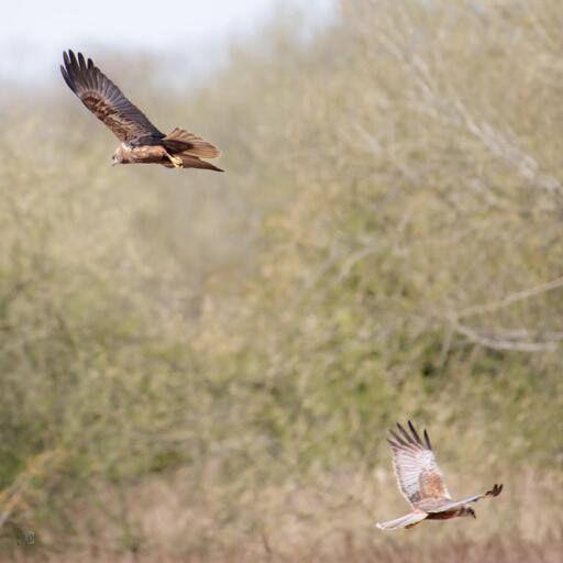 Two birds of prey flying over a reedbed 