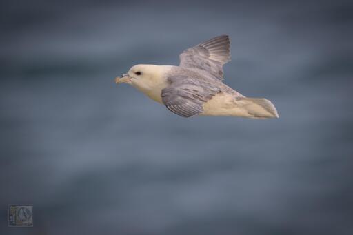 A sea bird  with a stocky build, stiff wings, and a distinctive tube-like nostril structure