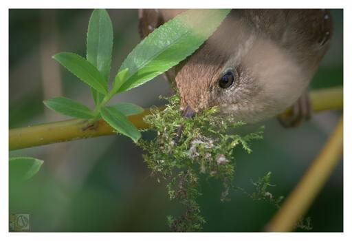 a small bird with a beak full off moss