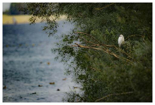 a white bird perched in the dense treeline