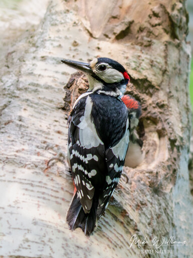 A medium-sized bird with black and white feathers and a red mark on the back of the head. Bird is at a nest hole at a tree trunk, with a chick inside the hole.