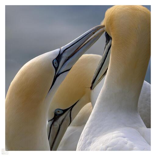 This image captures an intriguing moment between three Northern Gannets, with their sharp beaks touching in what appears to be a social or bonding interaction. Their striking white plumage, accented by a yellowish tint on their heads, makes them visually distinctive. The blue eyes surrounded by black markings add to their sharp and intense look. This kind of behaviour is often observed in seabirds and can be linked to pair bonding or communication within a colony