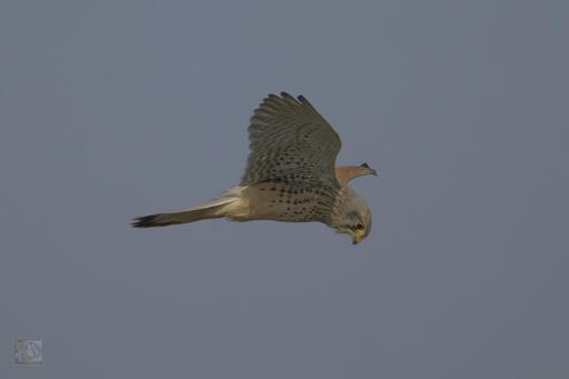 A bird of prey hovering in a position about 20ft from the ground