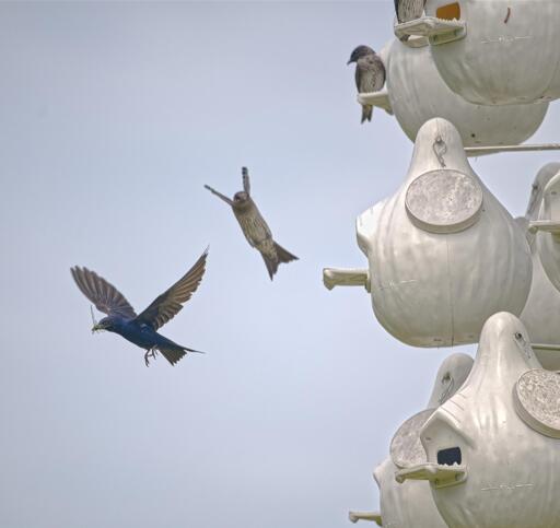 A rather ordinary photo of a detail of Purple Martin apartment complex made of artificial white gourds. A grayish female sits on the porch of a unit in the upper right. A second grayish female is flying in a posture that makes it look like she's coming in for a "slider" to land on the central unit's porch. A shiny blue (not purple to my eye) male is flying to the left with a dragonfly in his beak. May 2024. Southeast Louisiana. Photo by Peachfront.