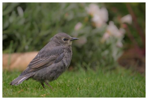 a young starling in the garden 