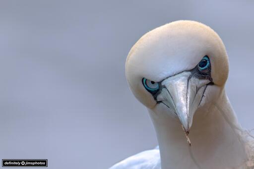 A striking close-up of a Northern Gannet’s face, showcasing its intense, icy blue eyes surrounded by dark markings that emphasize its piercing gaze. The bird’s sleek, pale beak points directly at the camera, with a small twig caught on its tip. Its creamy white plumage is softly lit, contrasting against the smooth, muted grey background.
