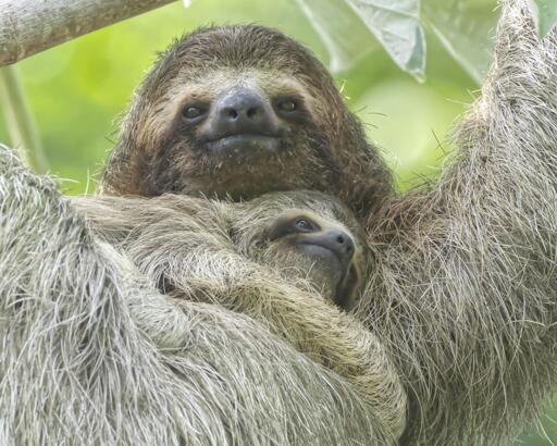A close crop of an extremely furry brown animal with dark eyes in a dark face mask hanging from her arms. A furry baby is clinging to her top side. This is a mother and child Brown-throated (Three-toed) Sloth. Osa Peninsula, Costa Rica. Photo by Peachfront. 