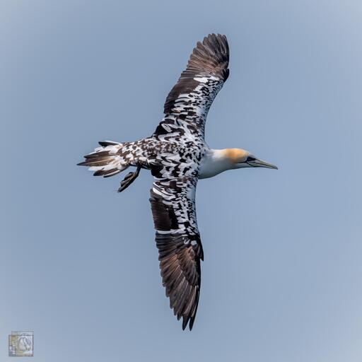 A large seabirds with black and white wings and a yellow crown 