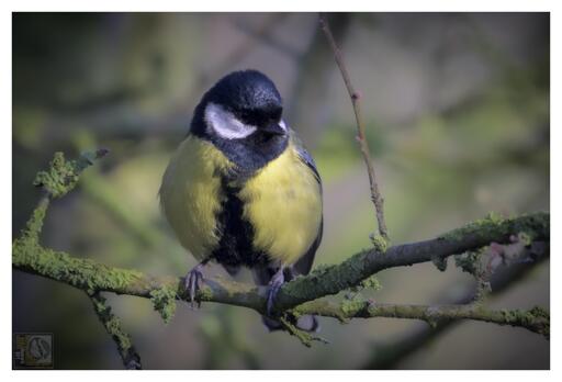 a small brightly coloured bird