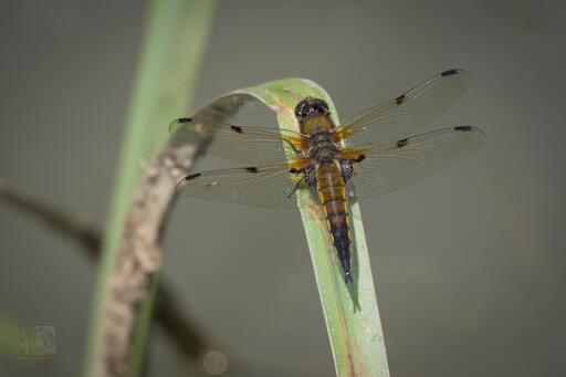 a gold and black dragonfly perched on a reed