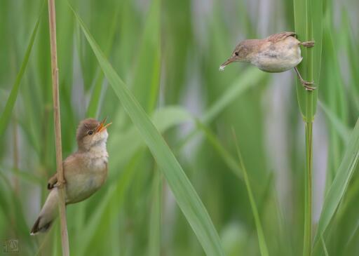 two small brown birds perched on reeds