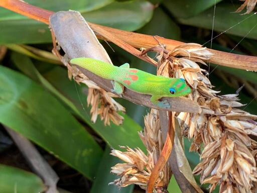 A colorful gecko, mostly bright green with brown spots and wild blue eyes, sits on a left branch.
