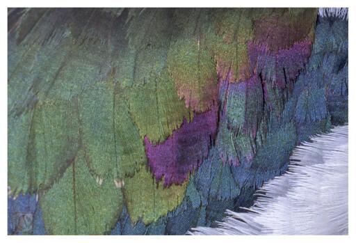 Iridescent feathers filling the entire image 