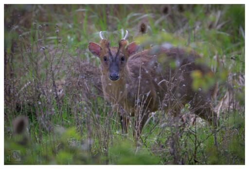 a deer obscured by wild grasses