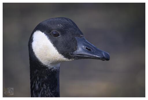 a portrait of a Canada Goose