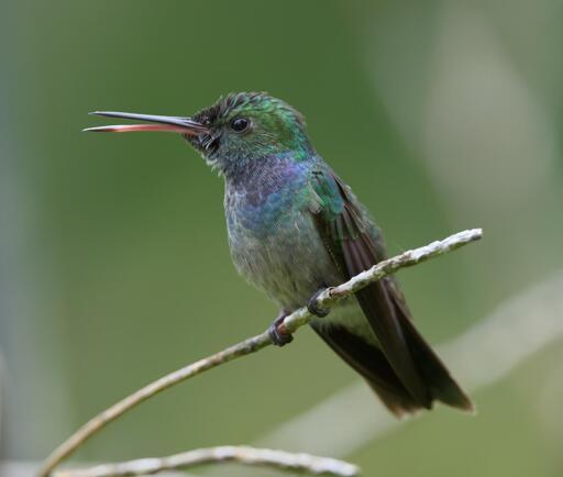 A hummingbird is perched on a twig with the green of the garden blurred out to make the background. Bill is open as if to speak. Birb has green head, violet upper chest, and yes a faint stripe of blue above a grayish belly. This is the Blue-chested Hummingbird. Darien, Panama, April 2025. Photo by Peachfront.