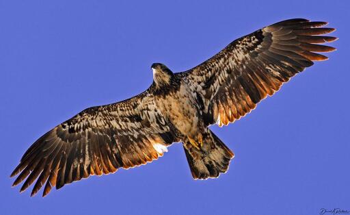 Large brown bird with white mottling on wings, tail, and belly, soaring against a bright sunny sky