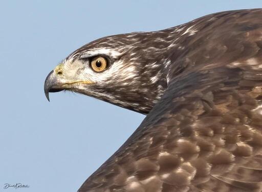 Close up of the head of a flying hawk with brown wings and crown, white feathering around a bright yellowish eye.