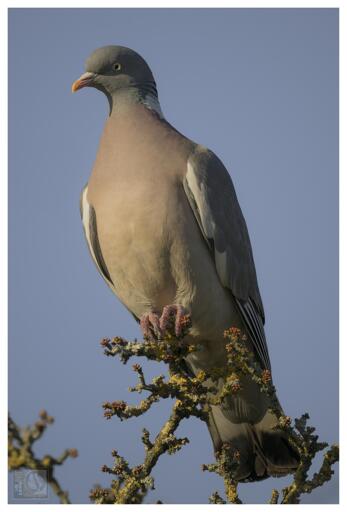 A Wood Pigeon perched at the summit of a tall tree