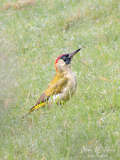 A medium-sized bird with green, yellow, black and red feathers in a meadow