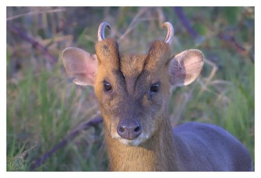 a small deer facing the camera 