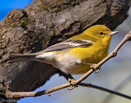 Small pointy-billed bird with yellow head, throat and chest, white undertail, and gray wings with white wingbars, perched on a twig