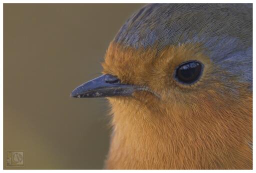 A side on profile photo of a Eurasian Robin