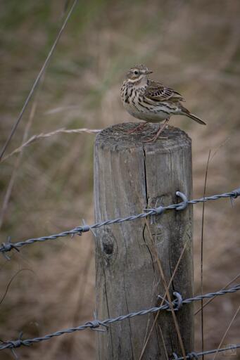a small, streaky brown bird commonly found in grasslands, uplands, and saltmarshes across the UK and Europe