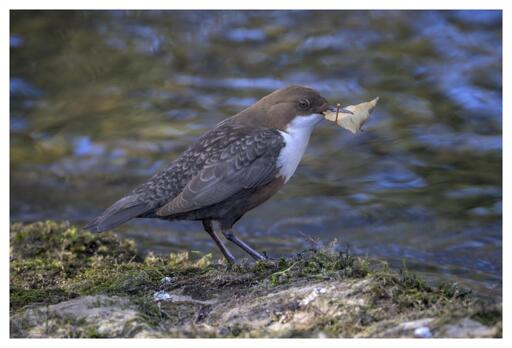  a short-tailed, chocolate-brown bird, with a white throat and chest