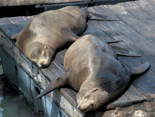Two sea lions asleep in the sun on a floating pontoon during midday.