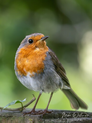 A European Robin peched on a fence post