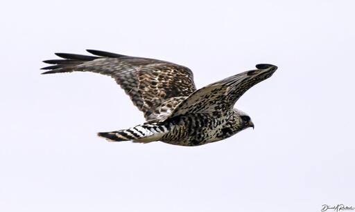 Mottled black and white hawk with black-and-white banded tail, flying away from the camera against a stark white sky.