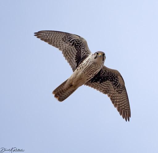long-winged bird with black armpits and black-spotted white underside, flying overhead and peering at the photographer