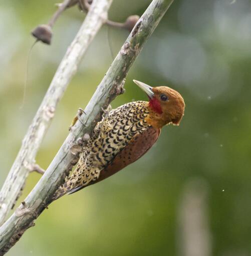A beautiful woodpecker with a cinnamon face, crest and wings, paired with scalloped cream and black underparts. The woodpecker's pale bill is hammering at a not terribly thick branch also being clutched by woodpecker's claws. The brilliant red throat and moustache mark reveals that this is the male Cinnamon Woodpecker. Canopy Tower. Panama. April 2025. Photo by Peachfront