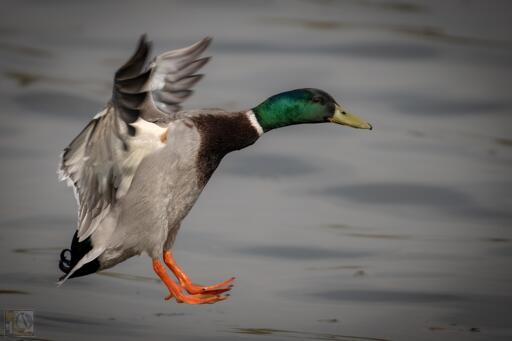a male Mallard duck in flight