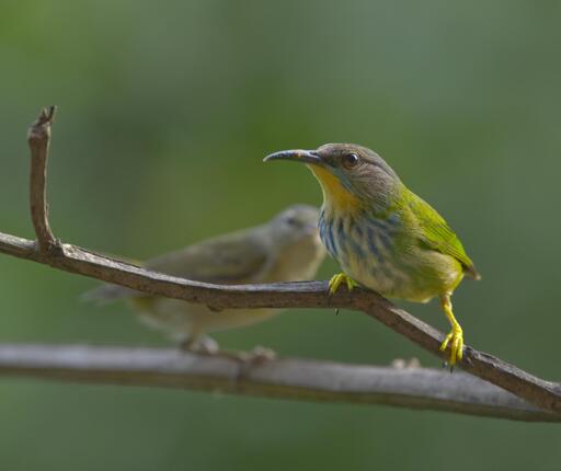 A beautiful honeycreeper with a bright yellow throat and streaks of blue on her chest is being photobombed from behind by a drab beige warbler. Note the honeycreeper's bright yellow legs. Beyond is the blurred out green forest. This is the female Shining Honeycreeper co-starring Tennessee Warbler. Bastimentos Island, Panama. Photo by Peachfront. April 2025