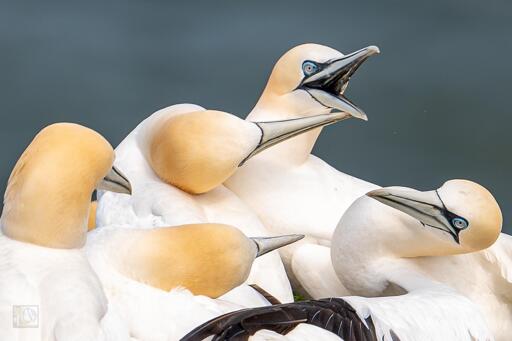 4 Gannets seemingly listening to a rowdy gannet