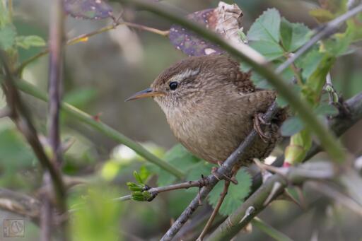 Eurasian Wren