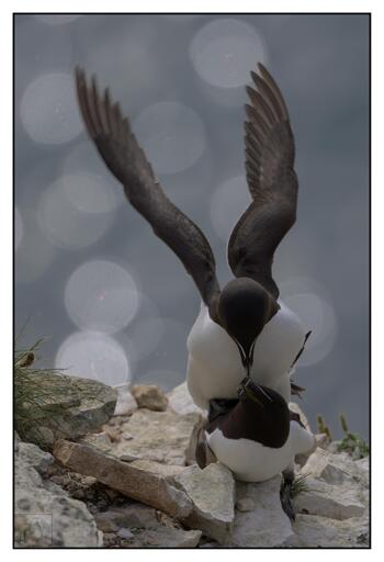 A Pair of black and white seabirds on a cliff