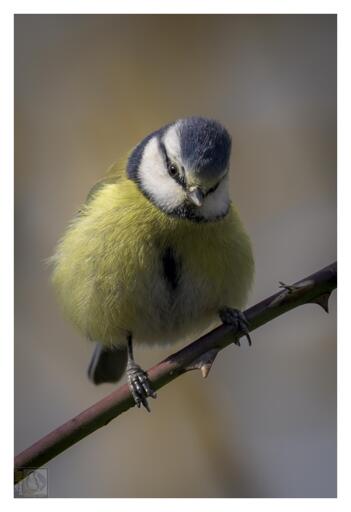 a yellow, blue, black and white bird on a thorny branch